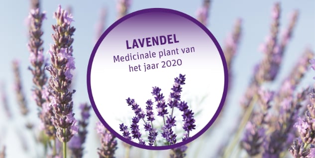 plant van het jaar lavendel