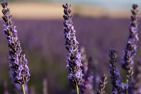 Afbeelding van Provence lavendel