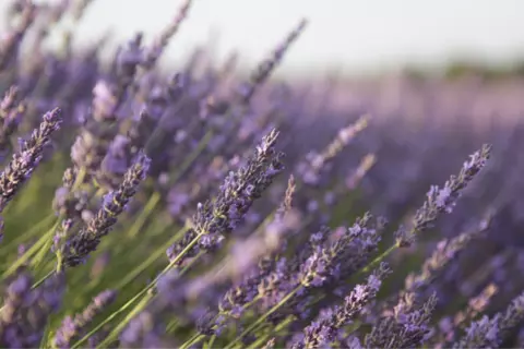 Afbeelding van lavendel