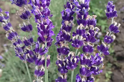 Afbeelding van de kruidige lavendel (Lavandula Latifolia)