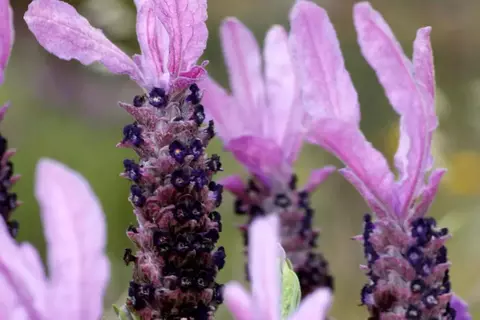 Afbeelding van de kuif-lavendel (Lavandula stoechas)