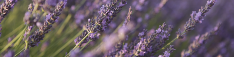 Afbeelding van lavendel