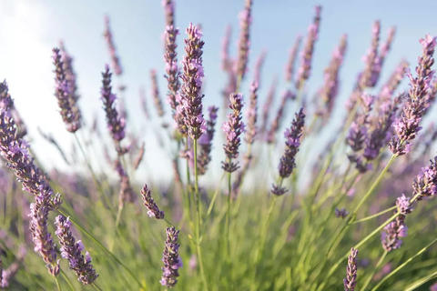 Afbeelding van echte lavendel